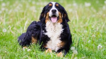Ein Berner Sennenhund liegt auf einer grünen Wiese
