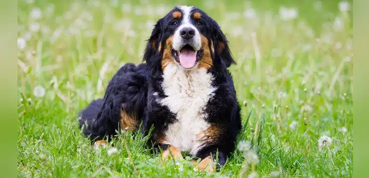 Ein Berner Sennenhund liegt auf einer grünen Wiese