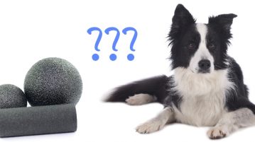 Faszienrollen und Hund