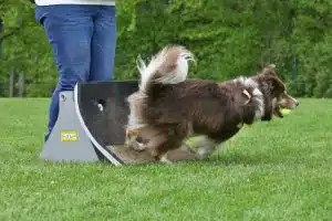 Wende beim Flyball