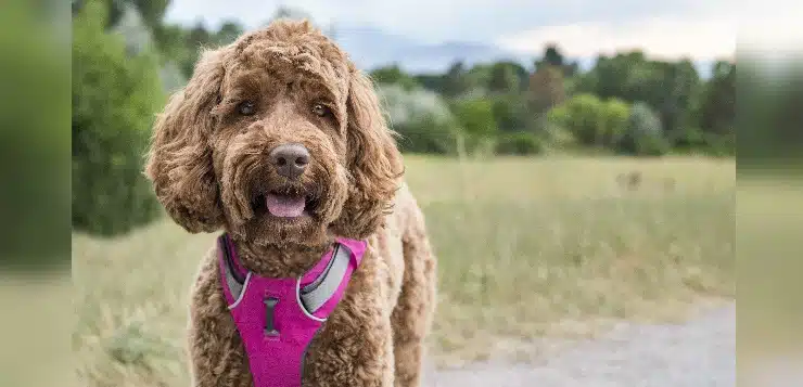 Brauner Hund mit pinkem Geschirr in Natur