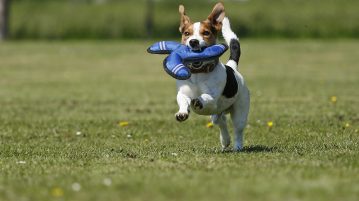Was tun, wenn der Hund plötzlich lahmt? Was tun, wenn der Hund plötzlich lahmt?