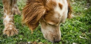 Hund riecht an Gras