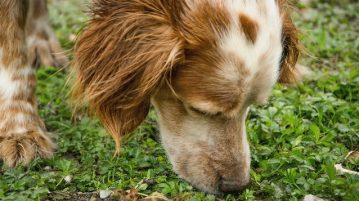 Hund riecht an Gras