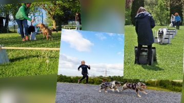 Agility, Canicross, Flyball