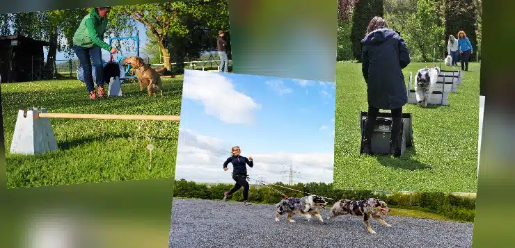 Agility, Canicross, Flyball