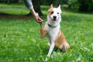 Hund gibt Pfote