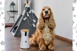 Für euch getestet: Die Furbo Hundekamera