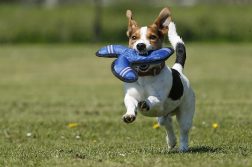 Was tun, wenn der Hund plötzlich lahmt?