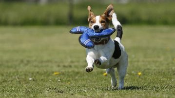 Was tun, wenn der Hund plötzlich lahmt?
