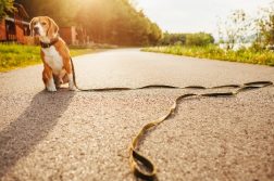 Angeleinter Beagle sitzt auf Weg