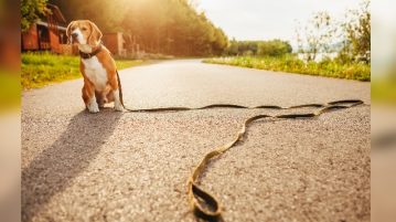 Angeleinter Beagle sitzt auf Weg