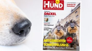 Cover der Ausgabe 8/19 von DER HUND