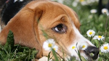 Beagle mit hochgezogener Augenbraue liegt im Gras