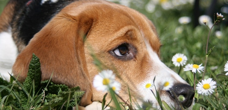 Beagle mit hochgezogener Augenbraue liegt im Gras