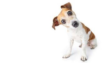 Terrier schaut Betrachter mit schiefgelegtem Kopf an
