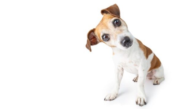 Hunde loben und belohnen → Das sagen Experten Terrier schaut Betrachter mit schiefgelegtem Kopf an
