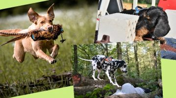 Hundesportarten - Nasenarbeit