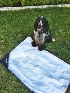 Cocker Spaniel sitzt bei Kühlmatte auf Gras