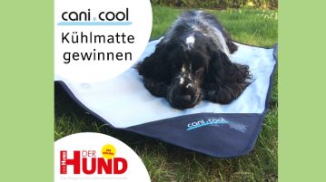 Gegen die Hitze – Noch bis 30. Juni 2019 Kühlmatten gewinnen! Kühlmatte für Hunde gewinnen