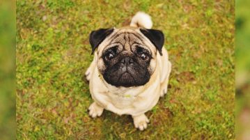 Ein Mops auf einer Wiese