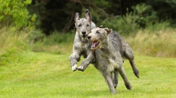zwei Irische Wolfshunde spielen