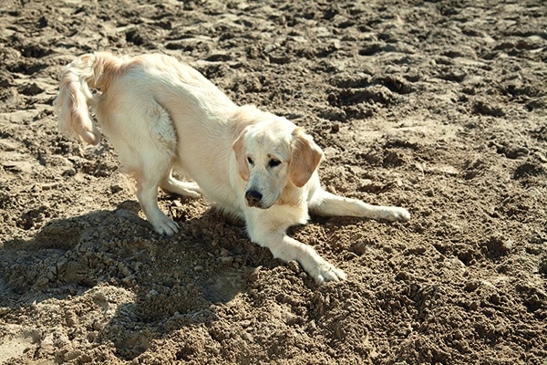 Visual_1_Mit_dem_Hund_auf_Reisen_kl