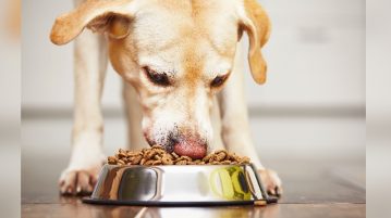 Hund frisst aus Napf