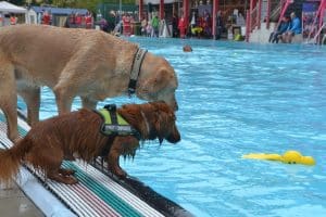 Zwei Hunde am Schwimmbecken