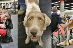 Hunde und Menschen auf der CACIB Nuernberg 2019