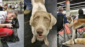 Hunde und Menschen auf der CACIB Nuernberg 2019