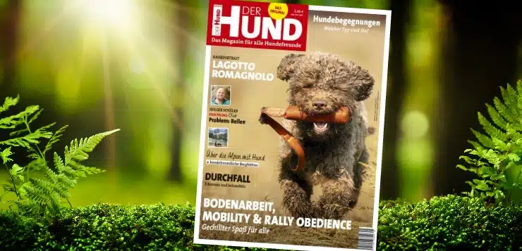 Lagotto Romagnolo, Cover DER HUND 9/19