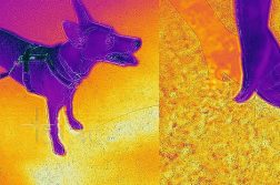 Asphalt, Hund und Hand in der Aufnahme einer Wärmebildkamera