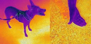 Asphalt, Hund und Hand in der Aufnahme einer Wärmebildkamera
