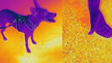 Asphalt, Hund und Hand in der Aufnahme einer Wärmebildkamera