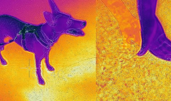 Asphalt, Hund und Hand in der Aufnahme einer Wärmebildkamera