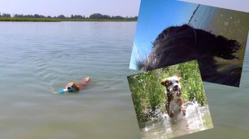 Hunde im Wasser
