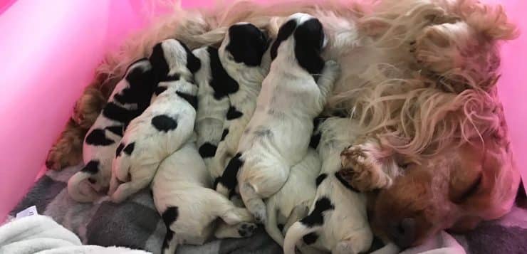 Mutterhündin schläft in pinker Wurfbox, während mehrere schwarz-weiße Welpen dicht an ihr trinken.