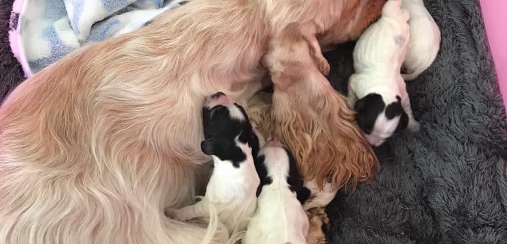 Hündin liegt auf Decke und säugt mehrere weiß-schwarze Welpen.