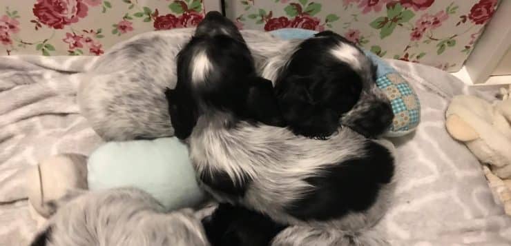 Mehrere schwarz-weiß gefleckte Spanielwelpen schlafen eng aneinander auf Decke, umgeben von Stoffspielzeug.