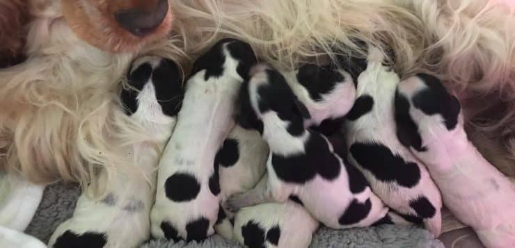 Mehrere schwarz-weiße Welpen liegen nebeneinander an der Mutterhündin und trinken Milch.