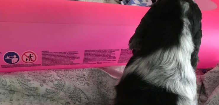 Schwarz-weißer Hund sitzt vor pinker Wurfbox und schaut zu den darin liegenden Welpen.