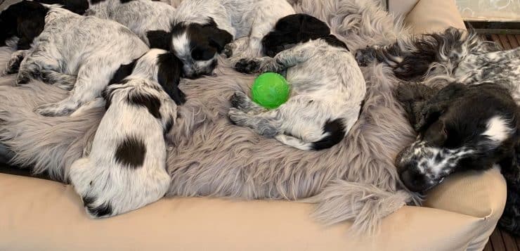 Spanielhündin schläft am Rand des Hundebetts, mehrere Welpen liegen eng nebeneinander um einen grünen Ball.