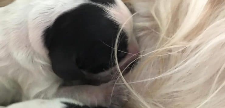 Nahaufnahme: neugeborener schwarz-weißer Welpe trinkt dicht an der hellen Mutterhündin.