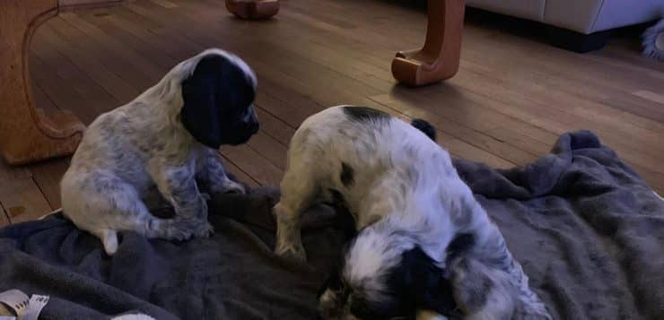 Zwei Spanielwelpen spielen abends auf einer dunklen Decke im Wohnzimmer, einer knabbert an einem Spielzeug.