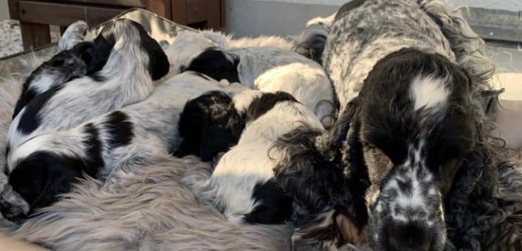 Spanielhündin ruht mit mehreren schwarz-weißen Welpen im Kuschelbett, sie hält einen grünen Ball im Maul.