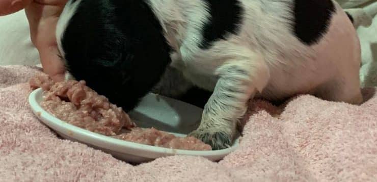 Schwarz-weißer Welpe frisst selbstständig fein gewolftes Fleisch von Teller auf rosa Decke.