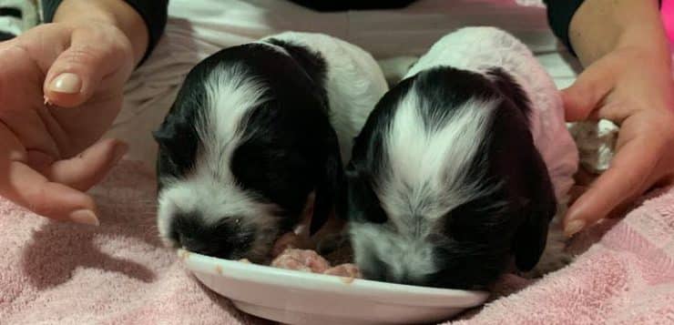 Person hockt über zwei schwarz-weißen Welpen, die gemeinsam von einem Teller fressen.