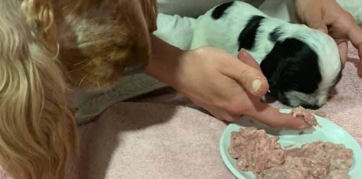 Person füttert schwarz-weißen Welpen mit fein gewolftem Fleisch, Mutter schaut neugierig zu.