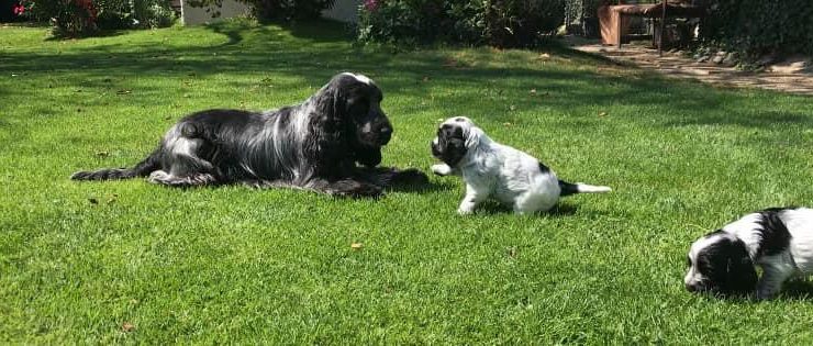 Erwachsener Rüde liegt schwarz-weißem Welpen auf einer Wiese gegenüber.